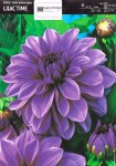 Dalia Lilac Time 1 sztuka