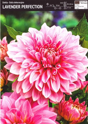 Dalia Lavender Perfection 1 sztuka