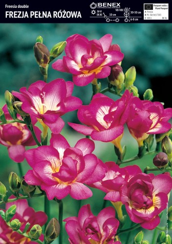Frezja pełna różowa 10 sztuk