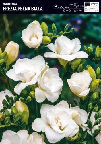Frezja pełna biała 10 sztuk
