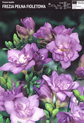 Frezja pełna fioletowa 10 sztuk