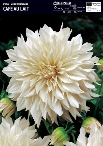 Dalia Cafe Au Lait 1 sztuka