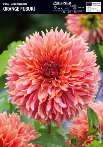 Dalia Orange Fubuki 1 sztuka