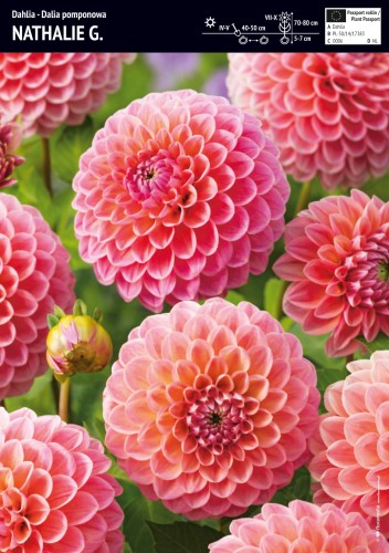 Dalia Nathalie G 1 sztuka