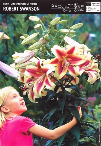 Lilia drzewiasta Robert Swanson 1 sztuka