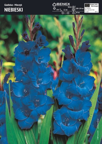 Mieczyk niebieski 5 sztuk