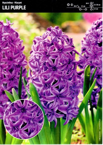 Hiacynt wschodni Lily Ourple ma pełne, fioletowe kwiaty.