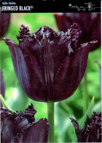 Tulipan Fringed Black ma czarne płatki z frędzelkami.