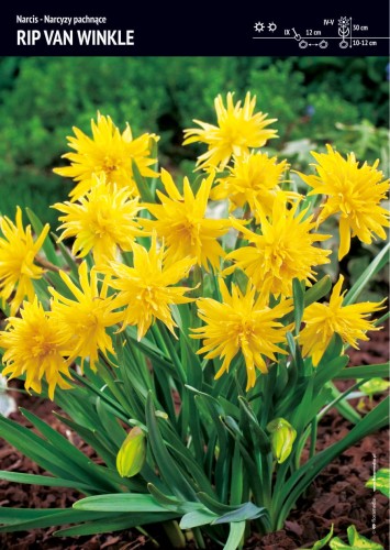 Narcyz Rip van Winkle to odmiana z XIX wieku