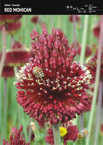 Czosnek ametystowy Red Mohican