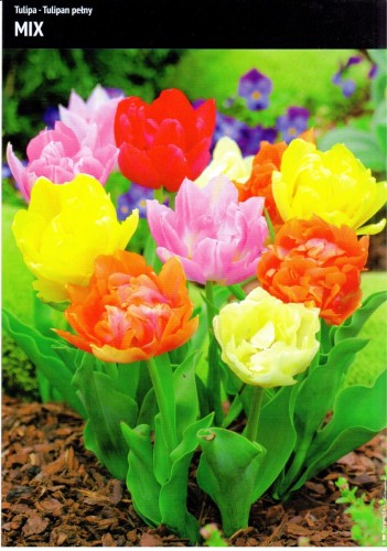 Tulipany pełne Mix to mieszanka w różnych kolorach.